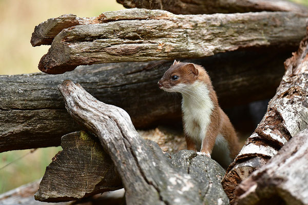 Hermelin im Otterpark Hankensbüttel