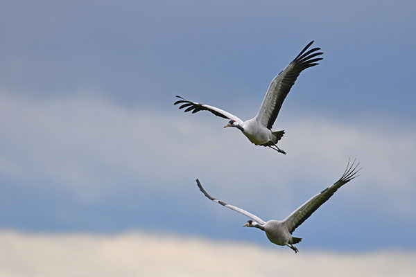 Kraniche im Flug