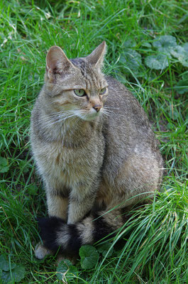 Wildkatze