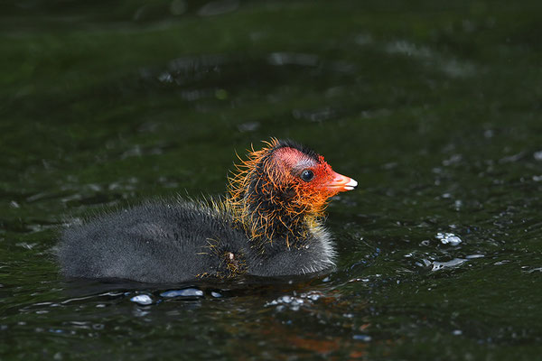 Blässralle Jungvogel