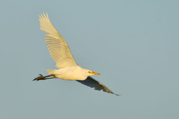 Kuhreiher im Flug