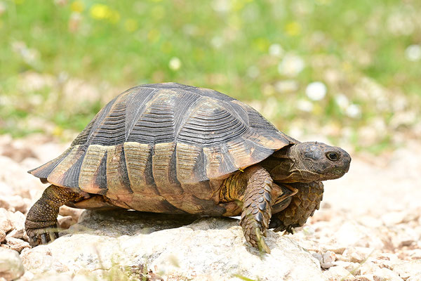 Breitrandschildkröte