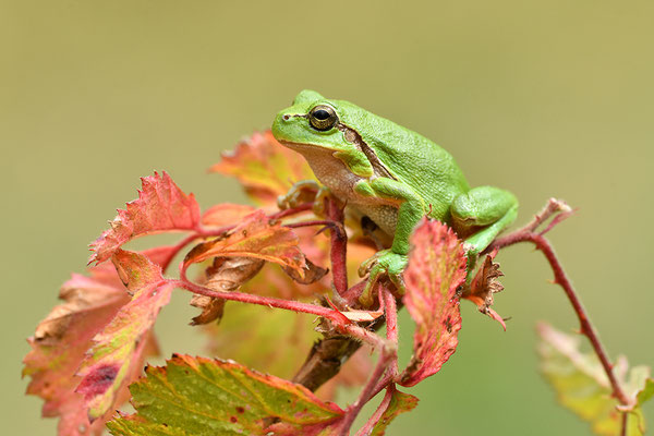 Laubfrosch Weibchen