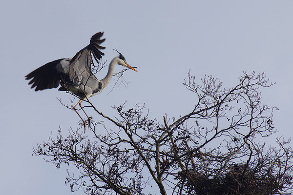 Graureiher am Nest