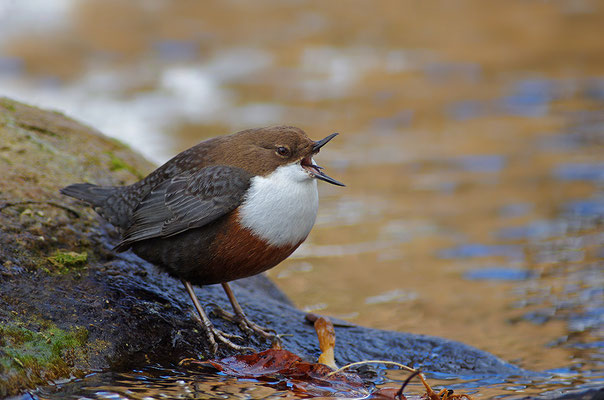 Wasseramsel