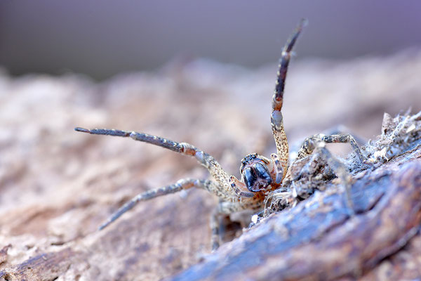 Nosferatu-Spinne Weibchen