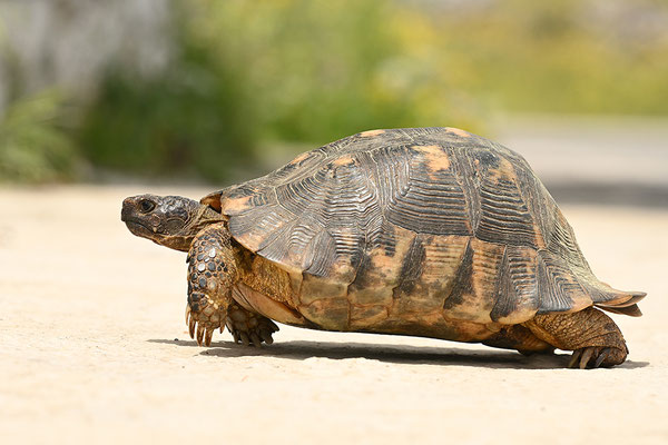 Breitrandschildkröte