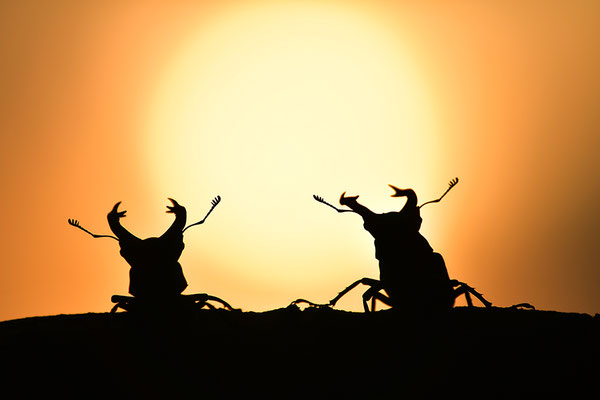 Hirschkäfer Männchen im Abendlicht