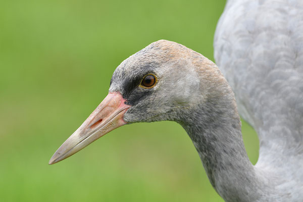 Kranich Portrait Jungtier