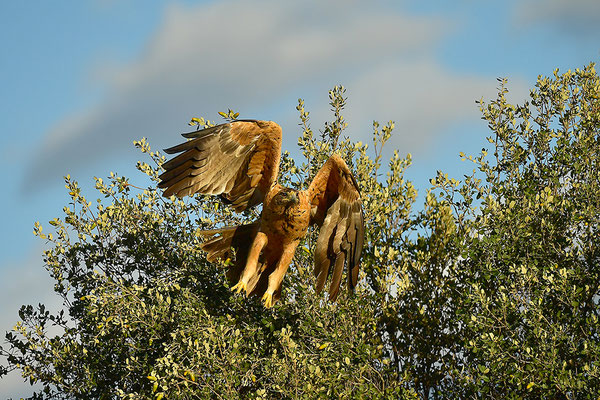 Kaiseradler Jungvogel