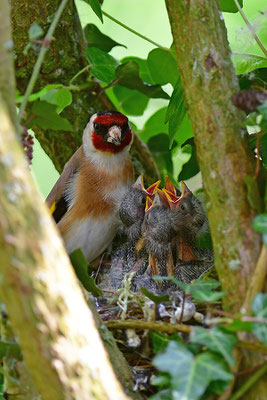Stieglitz am Nest bei der Fütterung