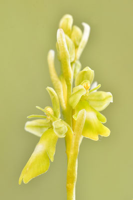 Gelbe Fliegenragwurz flavescens
