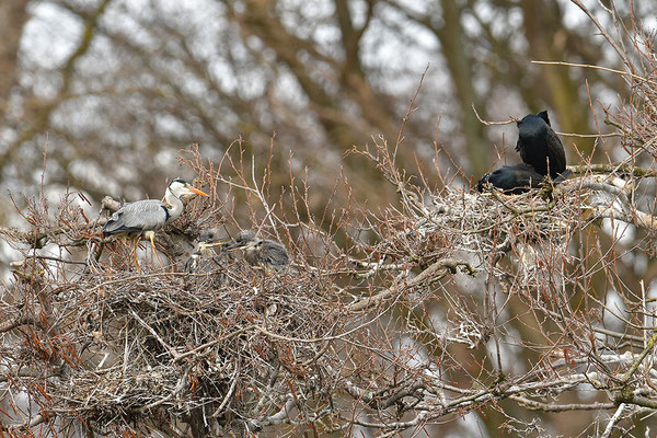 Graureiher am Nest mit Jungvögeln
