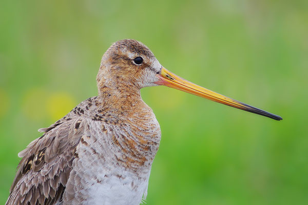 Uferschnepfe Kopfportrait