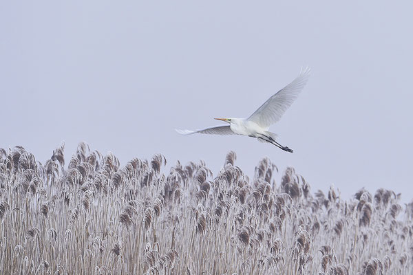 Silberreiher im Flug