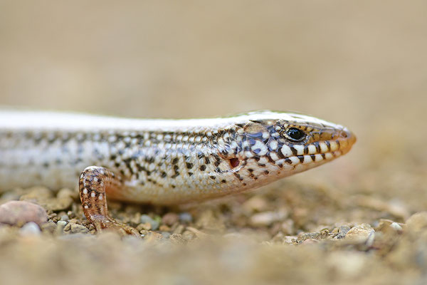 Gestreifter Walzenskink