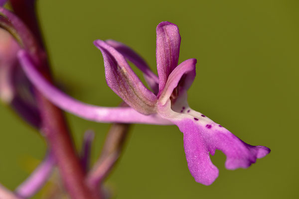 Sitia-Knabenkraut Einzelblüte