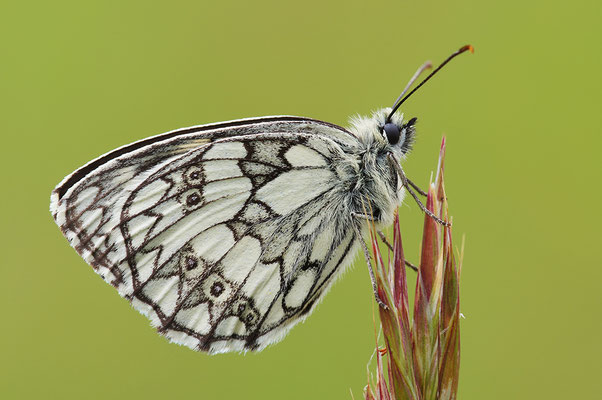 Schachbrettfalter