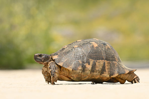 Breitrandschildkröte