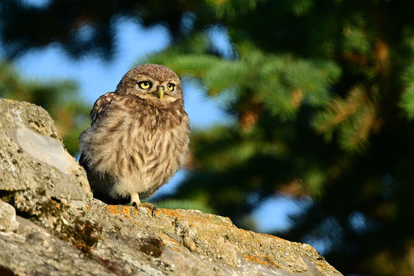 Steinkauz Jungvogel