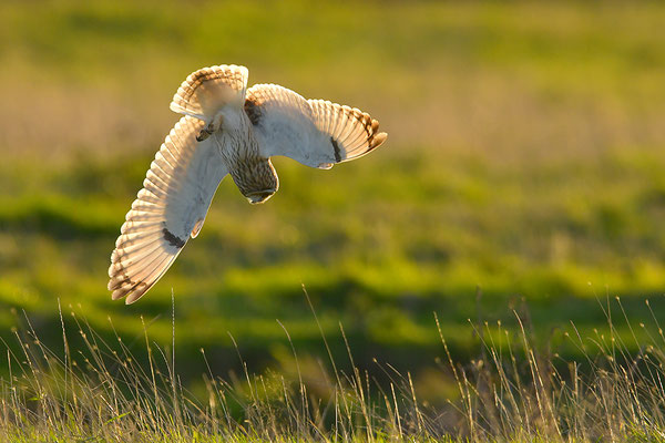 Sumpfohreule im Flug