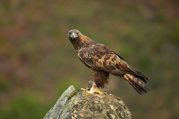Steinadler