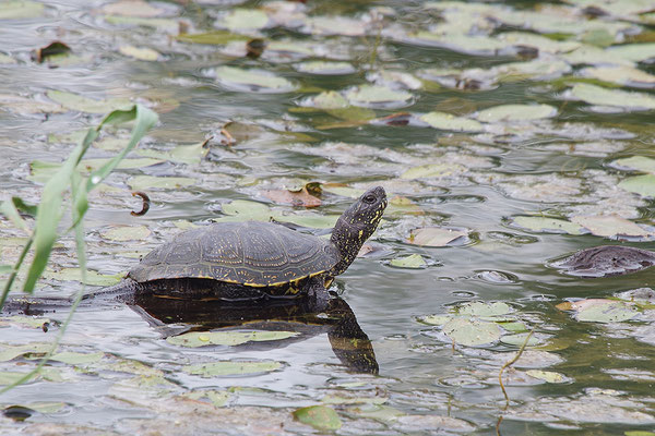 Europäische Sumpfschildkröte