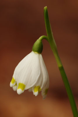 Märzbecher