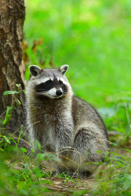 Waschbär