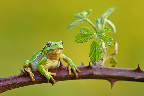 Laubfrosch