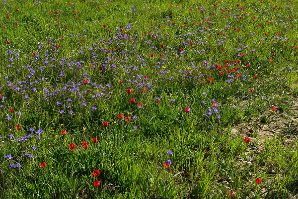 Wildtulpenfeld mit Iris