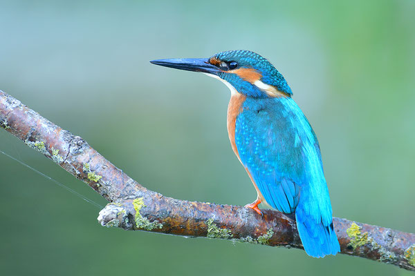 Eisvogel