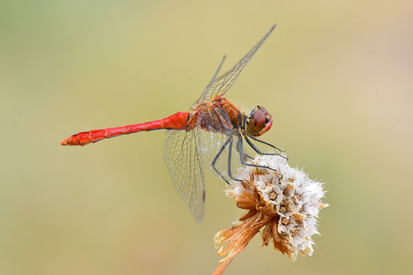 Blutrote Heidelibelle