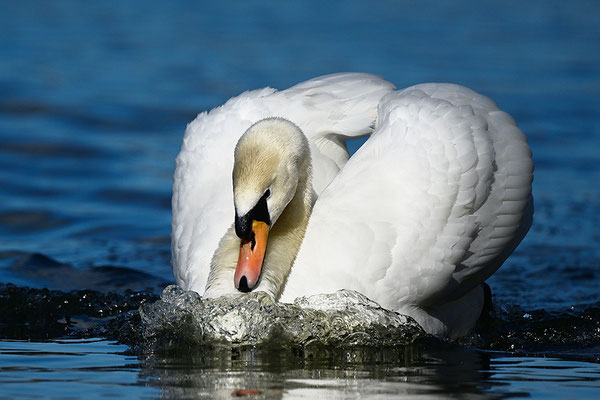 Höckerschwan
