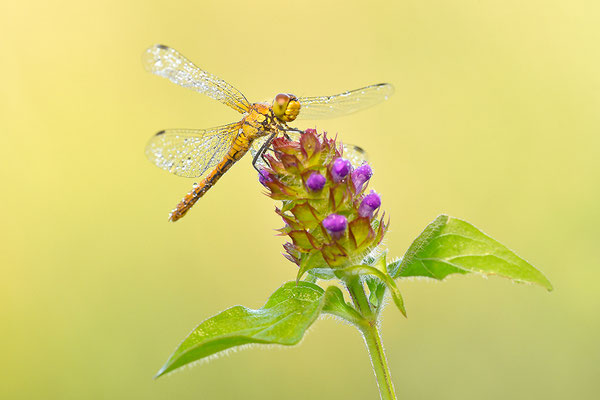 Heidelibelle