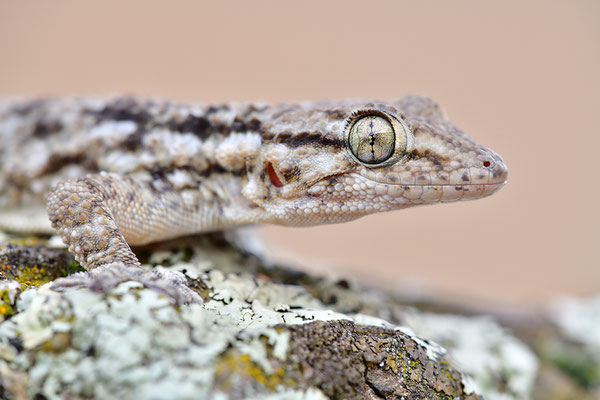 Mauergecko