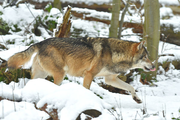 Wolf