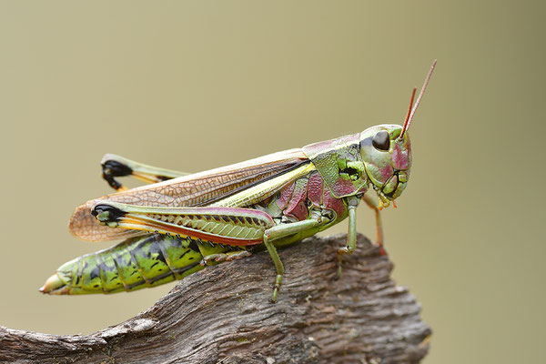 Sumpfschrecke Weibchen