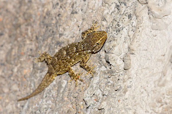 Mauergecko