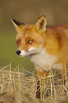 Fuchs Kopfportrait