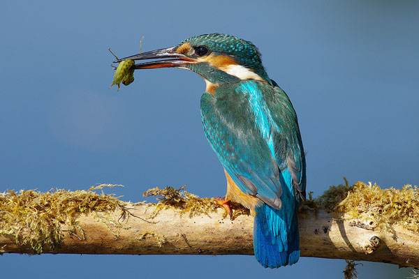 Eisvogel Weibchen mit Beute