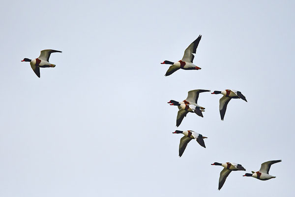 Blässgänse im Flug