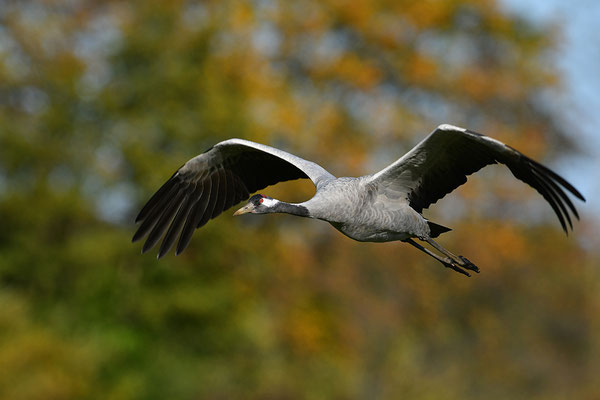 Kranich im Flug