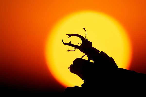 Hirschkäfer Männchen im Abendlicht