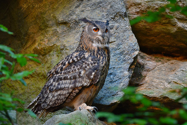 Uhu, Nationalpark Bayrischer Wald Tierfreigelände Neuschönau