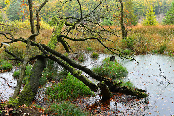 Nationalpark Jasmund