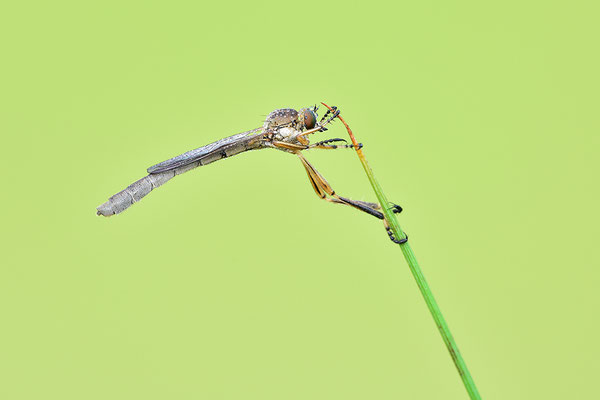 Raubfliege