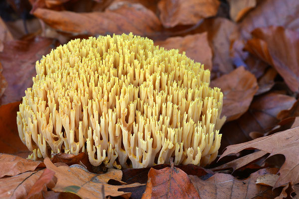 Korallenpilz