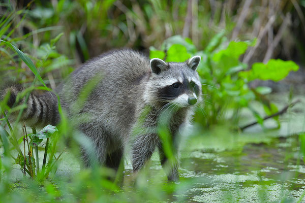 Waschbär