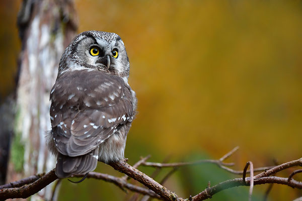 Raufußkauz, Nationalpark Bayrischer Wald Tierfreigelände Neuschönau